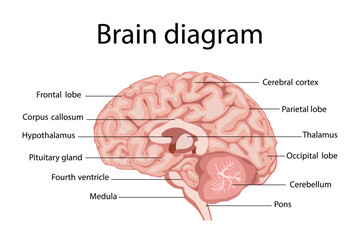 Human brain anatomy. Lateral view. Medical education plan.