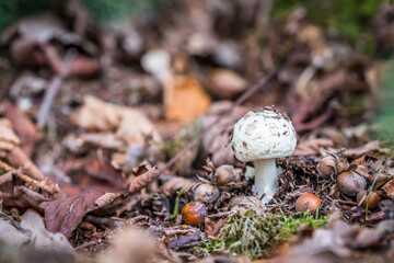 Fototapete bei efototapeten.de bestellen   