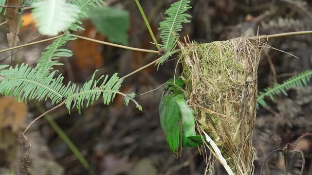 green broadbill (Calyptomena viridis) perch on the nest. Bird watching in natural habitats in the forest.