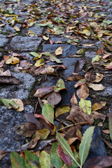 Fallen leaves on the ground in the autumn park, closeup of photo. Fallen autumn leaves on the cobblestone pavement.