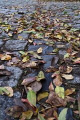 Fallen leaves on the ground in the autumn park, closeup of photo. Fallen autumn leaves on the cobblestone pavement.