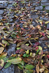 Fallen leaves on the ground in the autumn park, closeup of photo. Fallen autumn leaves on the cobblestone pavement.