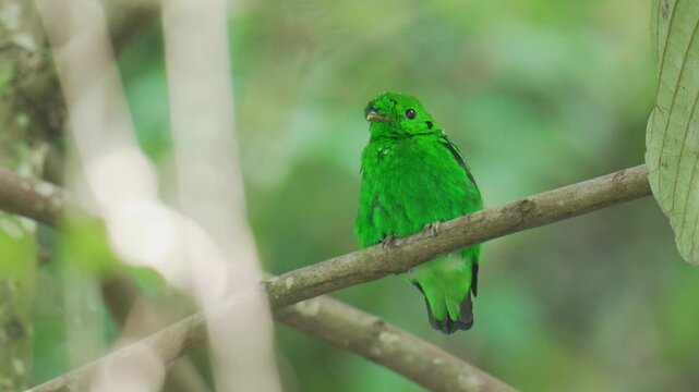 green broadbill (Calyptomena viridis) perch on branch. Bird watching in natural habitats in the forest.