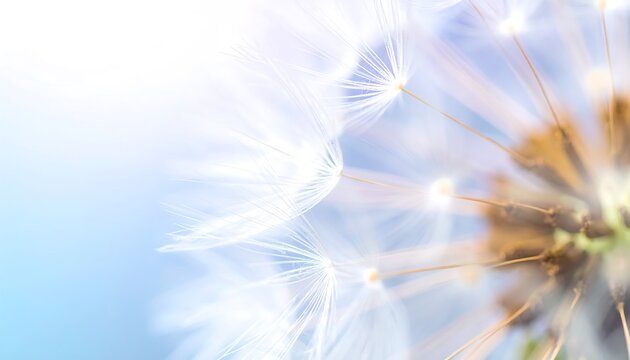 Close-up showcases a fluffy dandelion head against a soft blue and white gradient background. Delicate seeds drift in view