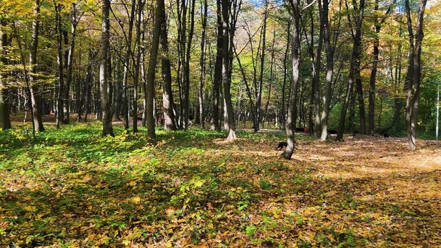 A small black dog Deutsch Kurzhaar runs through fallen leaves during a walk in an autumn deciduous forest on a sunny day.