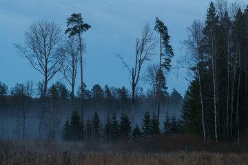 autumn evening with a forest with fog