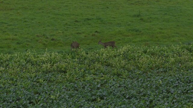 Jeunes Chevreuils en Mouvement dans la Verdure
