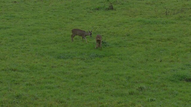 Chevreuils au Cr&eacute;puscule dans un &Eacute;crin de Verdure