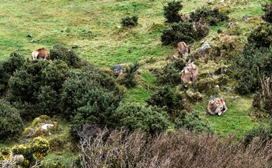 Red deer hinds resting in County Donegal, Ireland