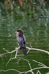 Great cormorant (Phalacrocorax carbo) perched on a branch