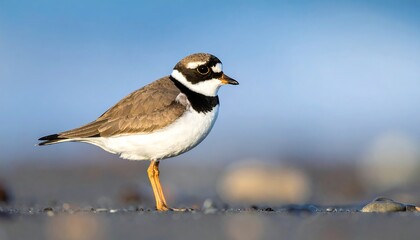 Focused Ringed Plover Standing on Sandy Beach, Clear Blue Background.