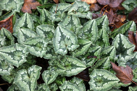 Macro image of Ivy-leaved Cyclamen foliage, Derbyshire England
