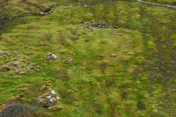 Red deer hinds resting in County Donegal, Ireland