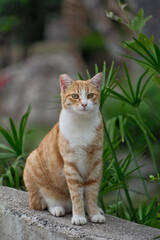 Ginger cat lounges on the stone in the garden. Animal portrait. Orange cat against a green backdrop