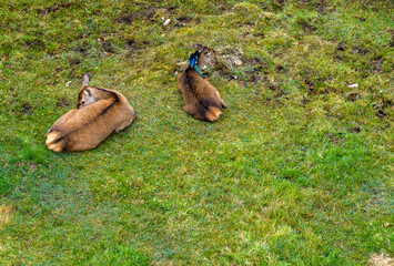 Magpie picking ticks from red deer hinds while they are resting in County Donegal, Ireland
