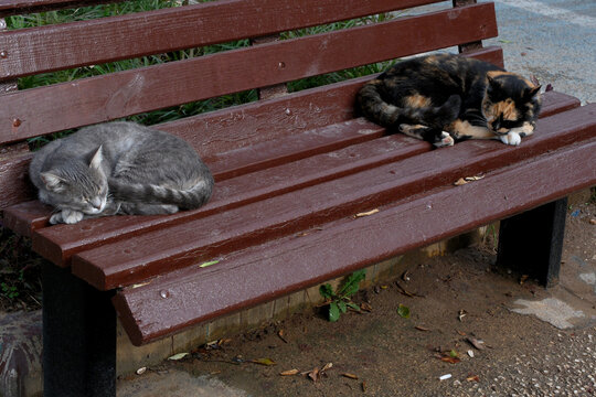 Two cats sleeping on a bench in the city park. Selective focus.