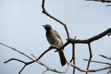 The white-spectacled bulbul (Pycnonotus xanthopygos), single bird on branch, Antalya