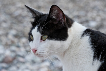 Portrait of a black and white cat with a beach in the background