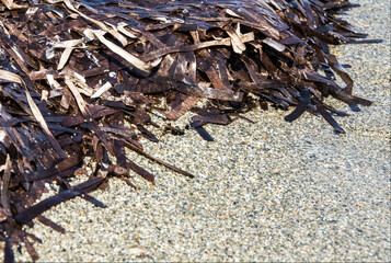 Seaweed and Tall Pebbles on Coastal Shore &ndash; Diagonal Texture Contrast