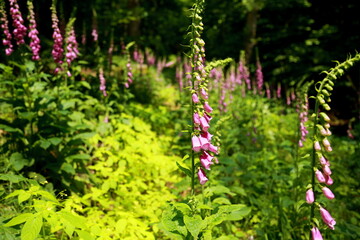 Fototapete bei efototapeten.de bestellen   