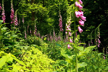 Fototapete bei efototapeten.de bestellen   