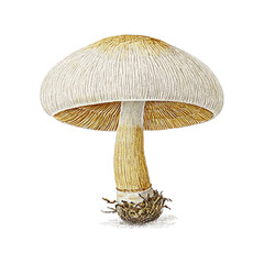 Detailed Mushroom Illustration