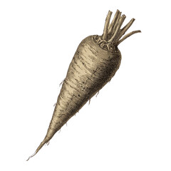Vintage Parsnip Illustration