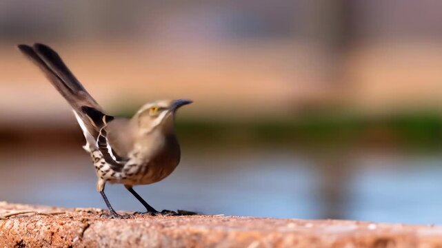 Mockingbird perched profile bird wildlife ornithology animal portrait birdwatching