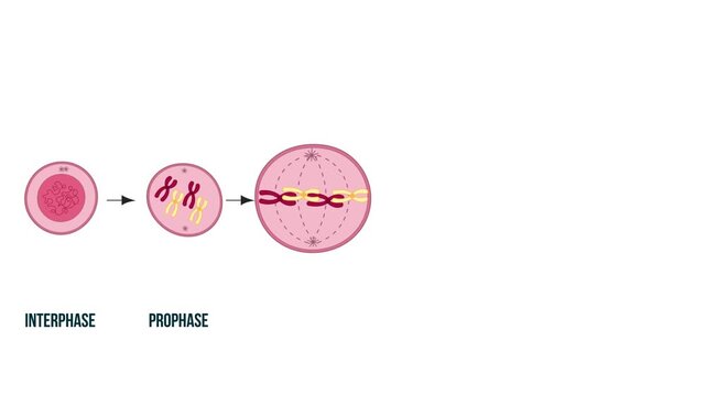 mitosis cell division stages interphase prophase metaphase anaphase telophase biology animation