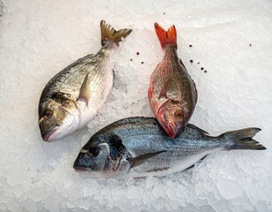 Fresh Fish on Ice Display Featuring Red Gilt-Head Breams at Market High Angle View