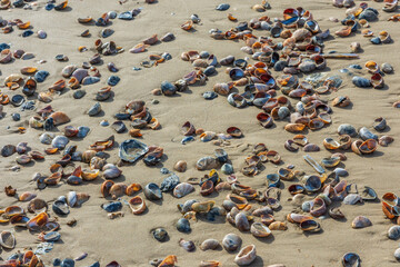 Sandbanks Beach, Poole, UK - October 9th 2025: Seashells covering the wet sand on the beach.