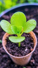 A small, vibrant green succulent plant is shown growing from dark soil in a tiny biodegradable pot, with a soft green bokeh background.
