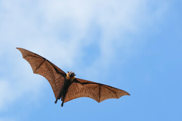 Fototapeta premium The flying fox, a fruit eater, is native to Southeast Asia.