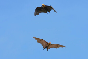 The flying fox, a fruit eater, is native to Southeast Asia.
