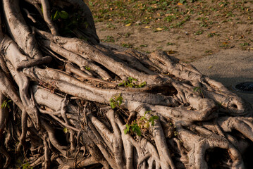 A detailed, close-up view of the tangled, gnarled aerial roots of a large tropical tree.