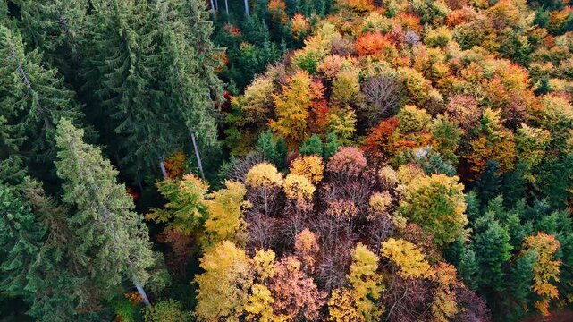 Autumn forest canopy from above. Dense Bavarian forest with mixed autumn colors forming a vivid canopy.