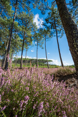 Landes forest, Moliets, vibrant heather blooms under towering pine trees. The clear blue sky adds charm to the peaceful forest scene, creating a perfect outdoor retreat.