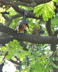 Obraz premium The flying fox, a fruit eater, is native to Southeast Asia.