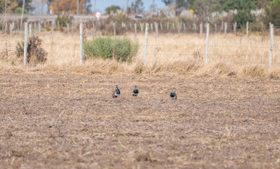 Three Southern Lapwings on Dry Farmland with Fence in Background