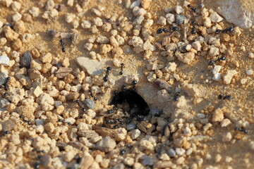 Ants in the hole in the sand, close up of black ants