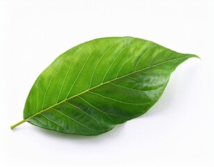 Obraz premium isolated green leaves on white background for nature themes