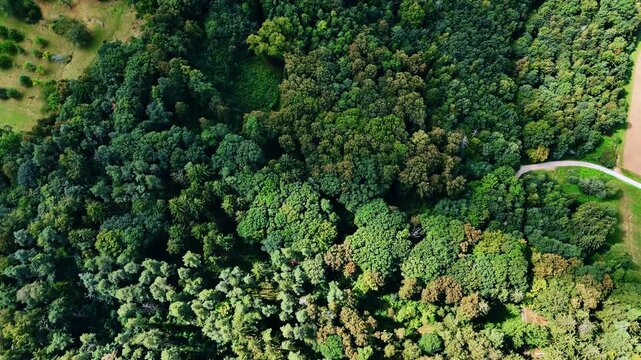 Top view dense green forest. Aerial view of dense German forest with layered tree canopy.