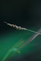 Macro Close-up of a Delicate Grass Seed Head On a Soft Green Background