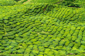 Tea Plantation