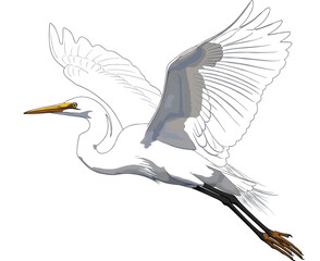 Fototapeta premium White Great Egret or Heron Flying Vector Illustration - Detailed Bird Wildlife Graphic
