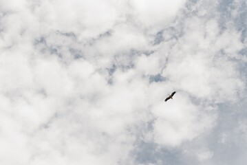 Eagle gliding through a cloudy sky during a sunny afternoon