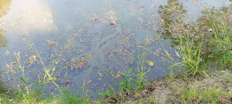 Murky Water Surface with Floating Debris and Grass on the Edge