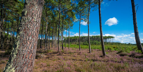 Landes forest, Moliets, vibrant heather blooms under towering pine trees. The clear blue sky adds charm to the peaceful forest scene, creating a perfect outdoor retreat.
