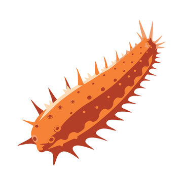 flat sea cucumber vector clean simple marine

