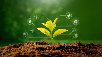 Green growing plant, ecology concept